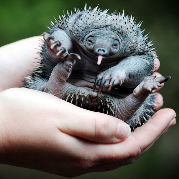 echidna-puggle_2438005k_zps9257a2d5.jpg