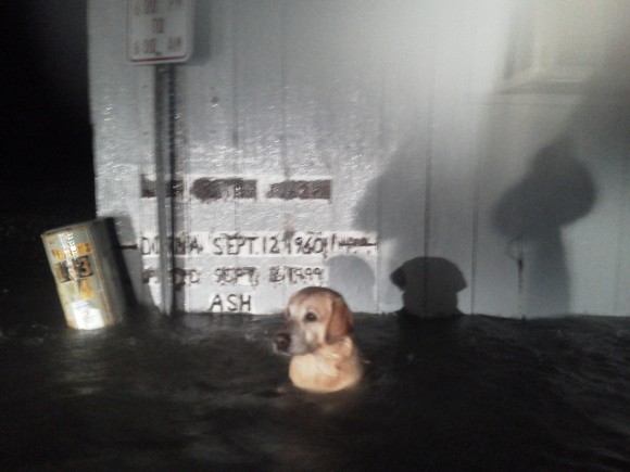 guard-dog-vs-hurricane.jpg