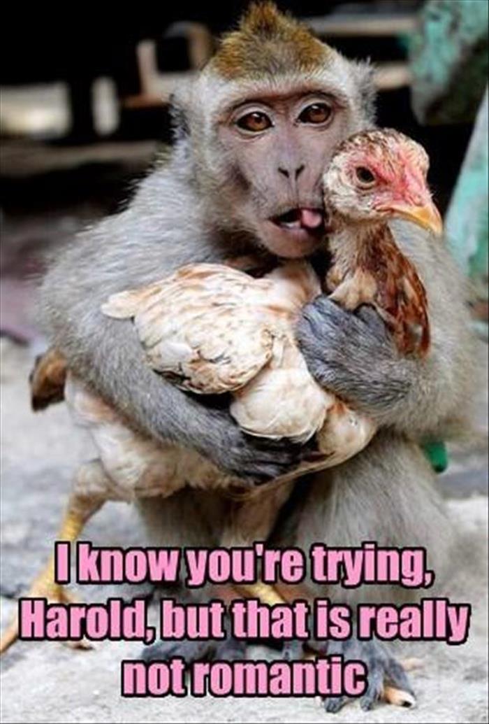 funny-animal-191.jpg
