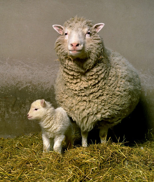 dolly-and-bonny_523x618.jpg