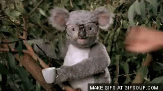 koala-punched-in-face-o.gif