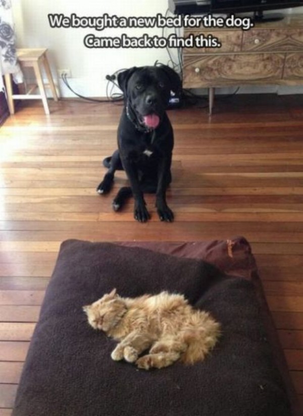 a-new-dog-bed.jpg