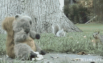 squirrel-attack.gif