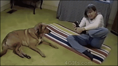 funny-gifs-Do-it-like-your-dog.gif