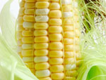 www.ecotextile.com
