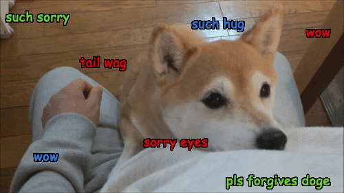 forgive-doge.gif