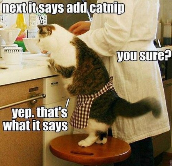 add-cat-nip.jpg