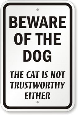 cat-not-trustworthy-scaled.jpg
