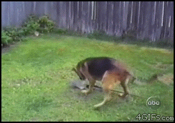 269016.gif