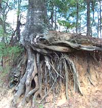 root_oak.jpg