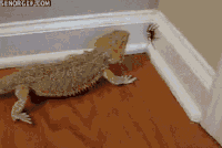 200w.gif