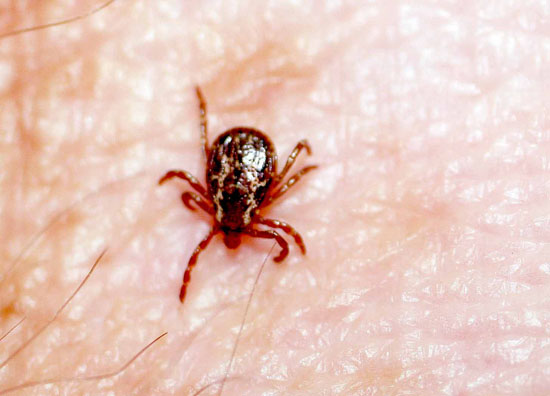 american_dog_tick_male.jpg