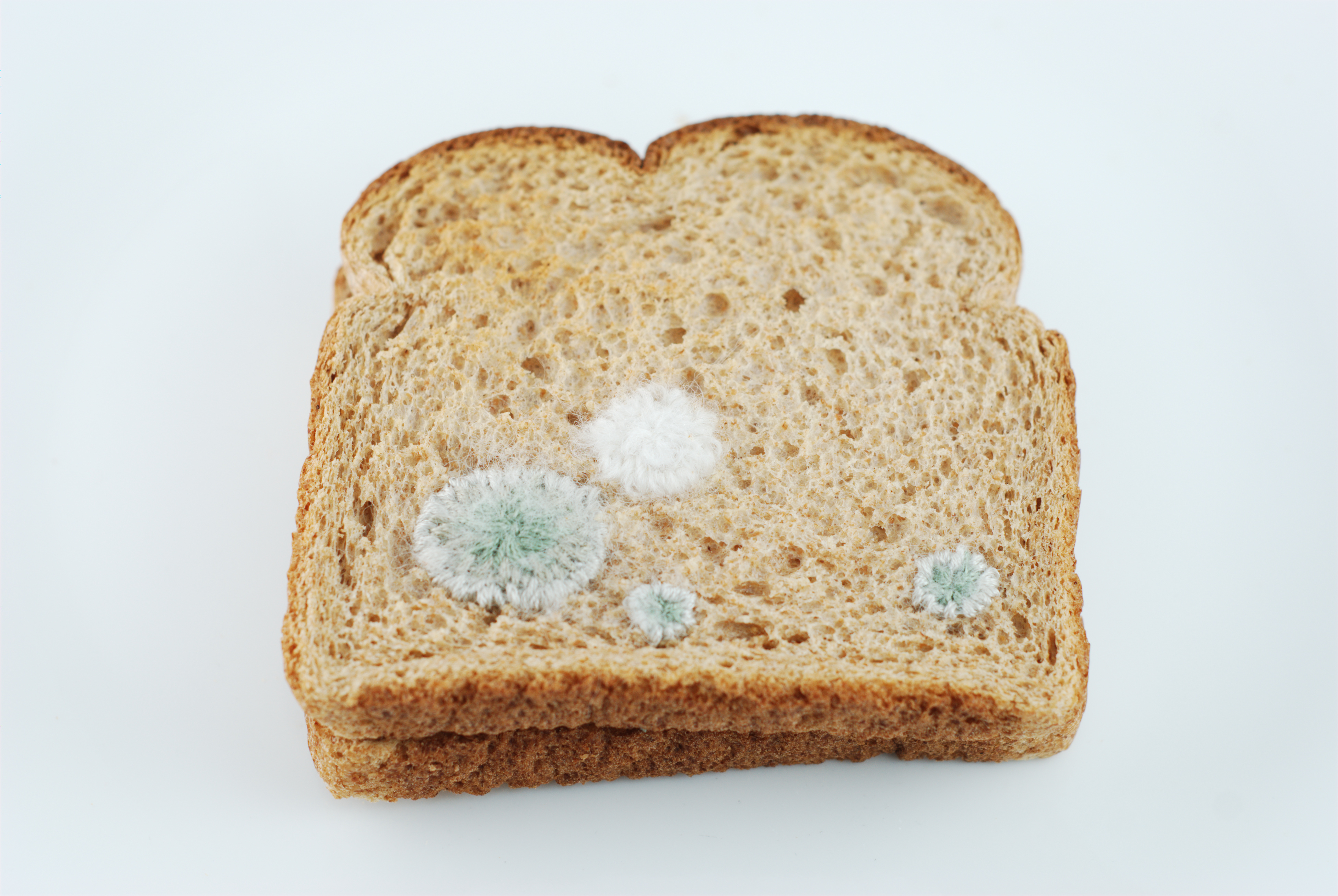 bread-mould.jpg