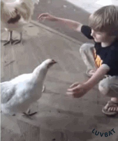 giphy.gif