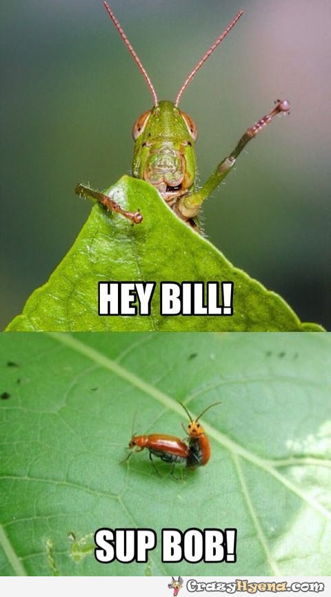 funny-grasshopper-saying-hi-pic.jpg