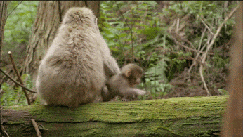 tumblr_nt8ngrVLDF1rlpicfo1_400.gif