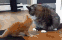 200w.gif