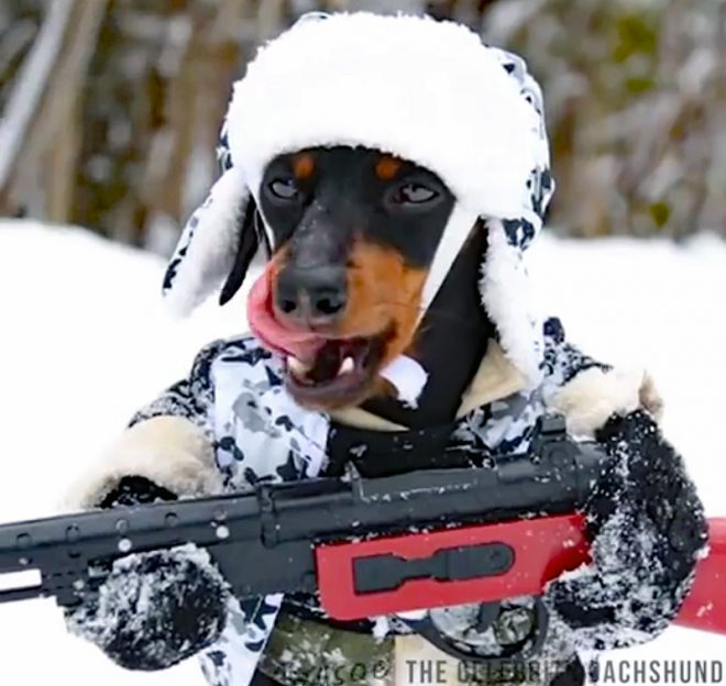 dachsund01-660x624.jpg