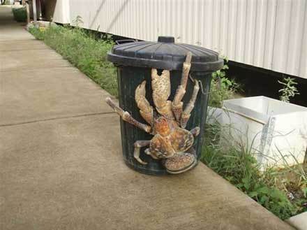 coconut-crab-2.jpg