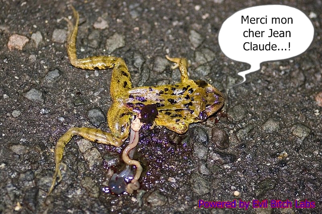 squashed-frog-by-david-bier.jpg