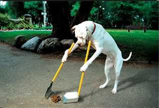 pooperscooper.jpg