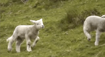 3f081acd0340376a6d2adb7e579ddb28.gif