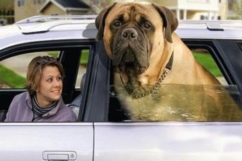 mastiff.jpg