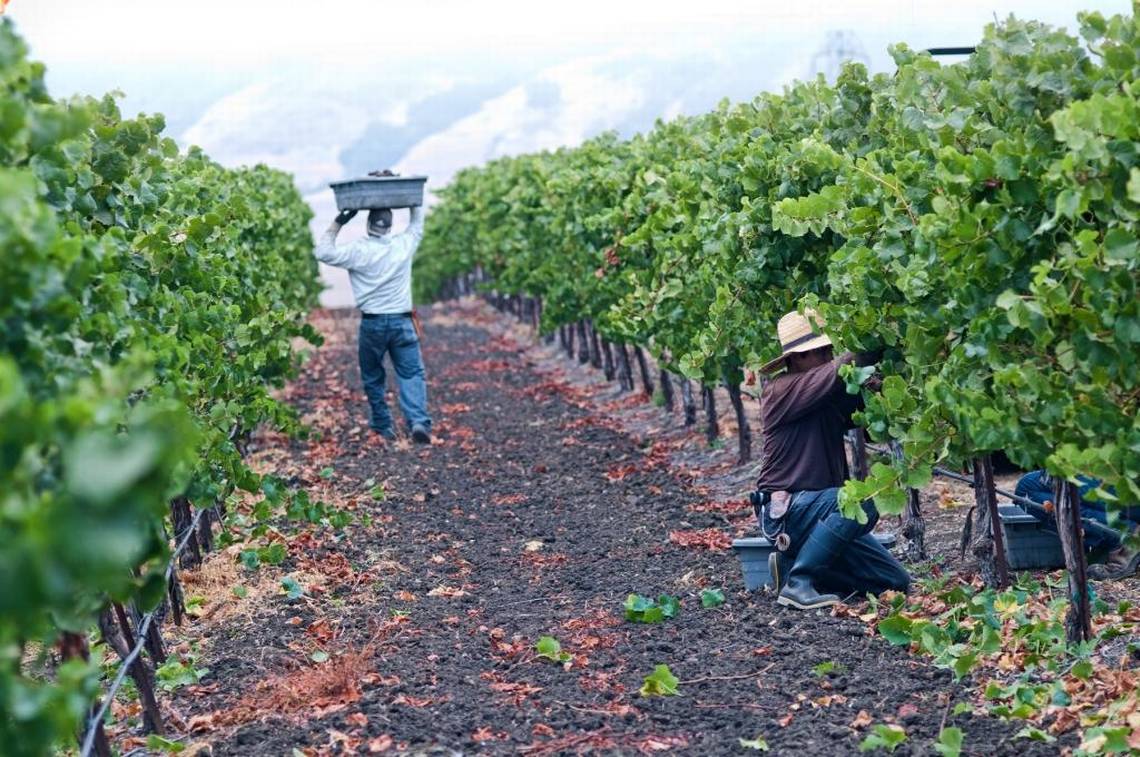 Harvest-at-Paragon-Vineyard.jpg