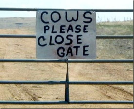 CowsCloseGate.jpg