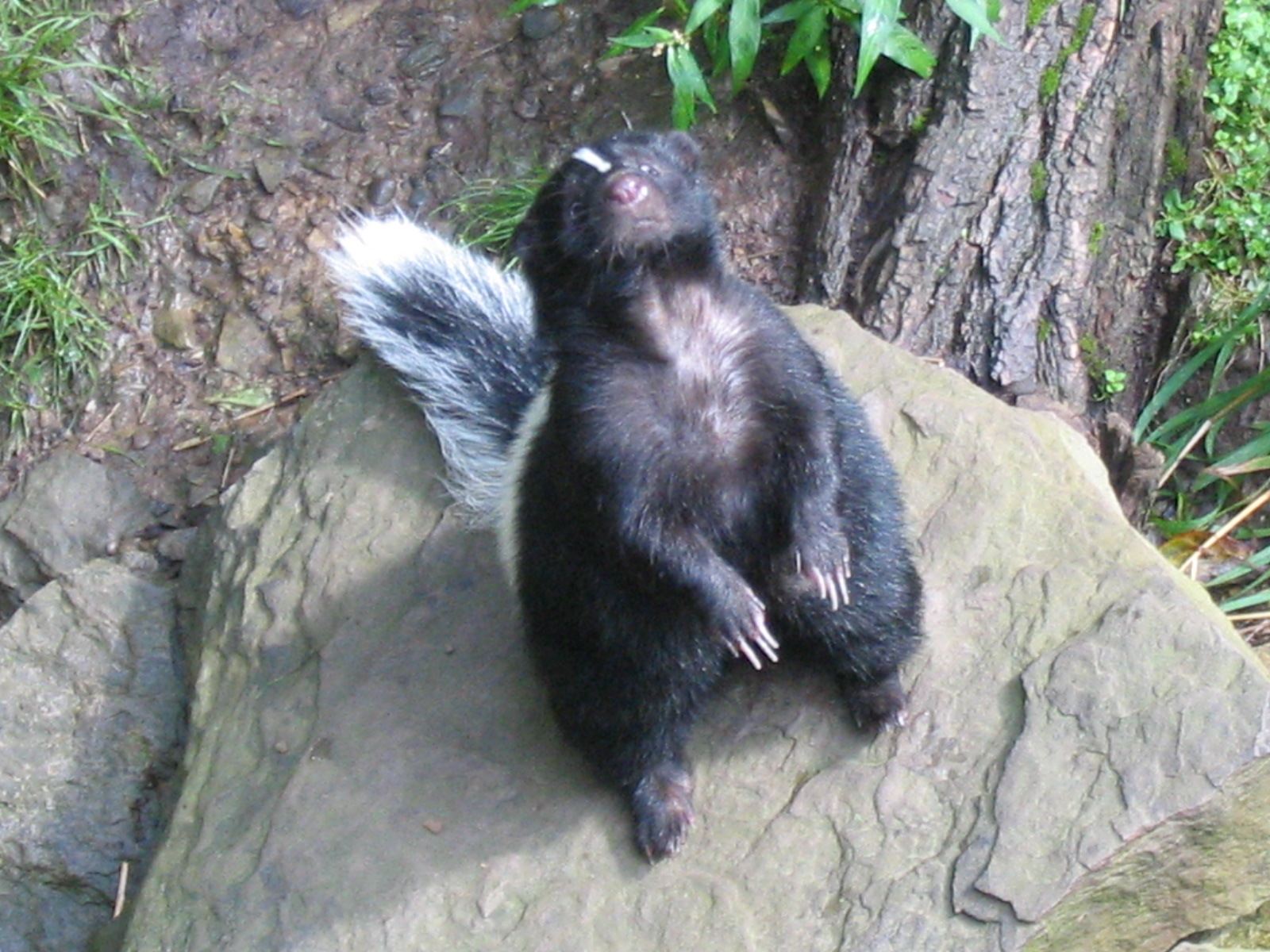 Skunk_by_Metalheck.jpg