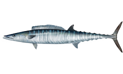 Acanthocybium_solandri.png