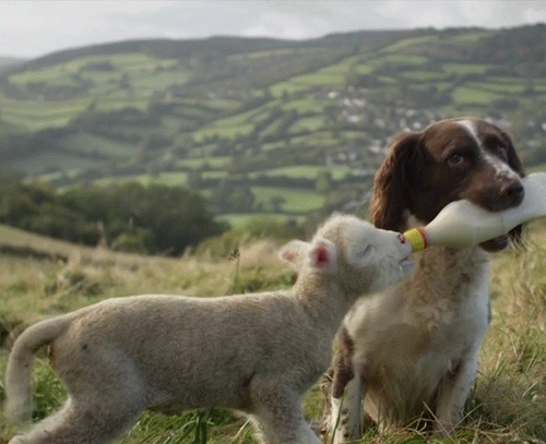 dog-giving-a-bottle-to-a-lamb.gif