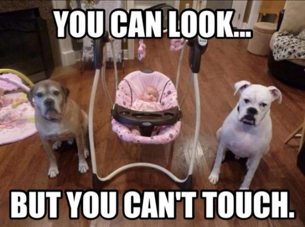 guard-dogs.jpg