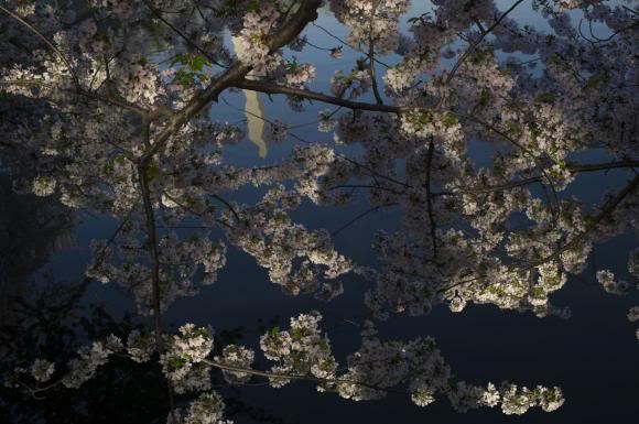 Cherry-Blossom-trees-bloom-in-Washington_7_1.jpg