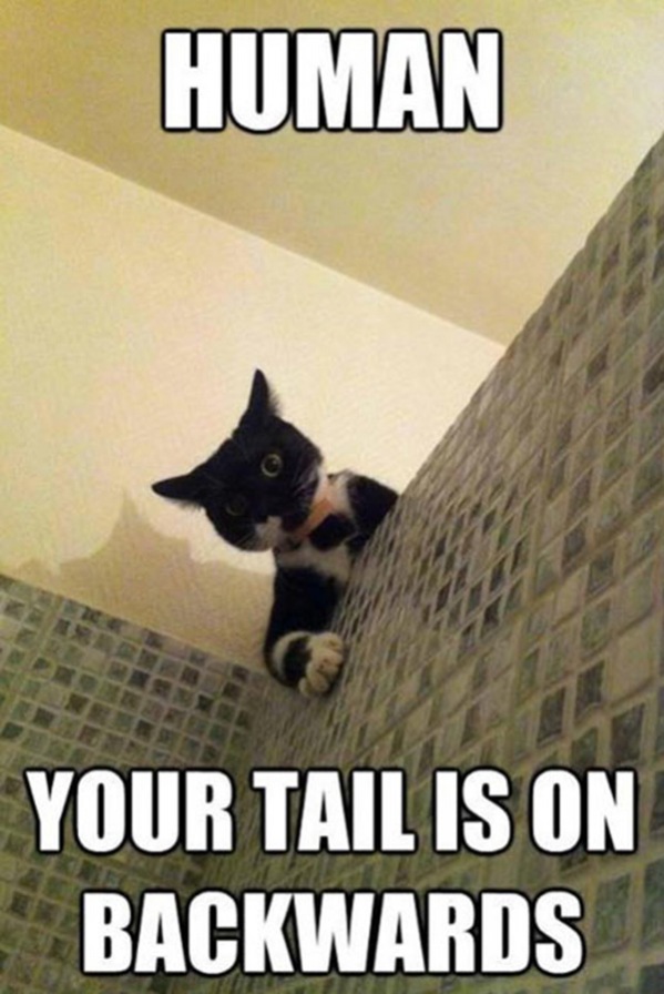 you-have-a-problem-human.jpg