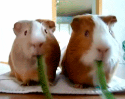 003-funny-animal-gifs-guinea-pigs-eating.gif