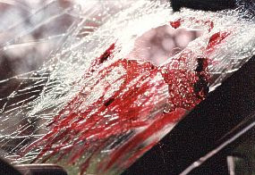 head_through_windshield.jpg