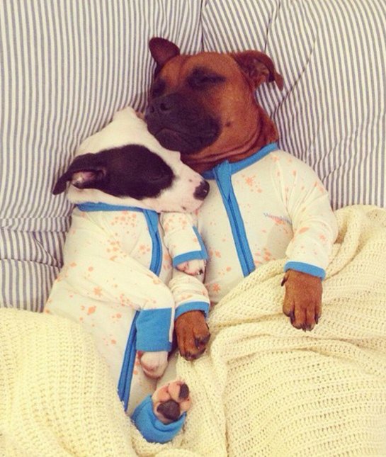 6-95342-two-dogs-in-onesies-1425430059.jpg