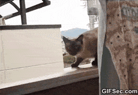 Cat-Jump-Fails-GIF-2015.gif