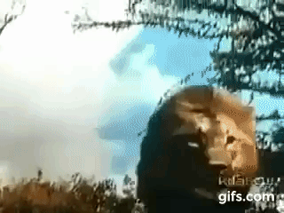 r0vzjB.gif