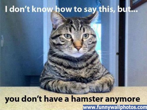 hamster.jpg