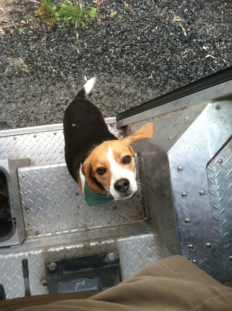 beagle.jpg