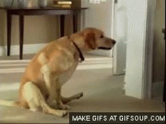 dog-scoot-o.gif