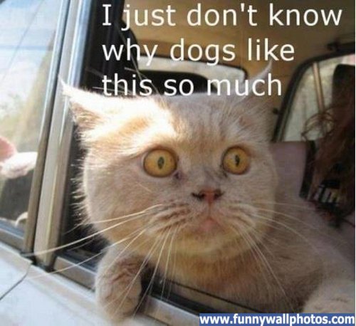 cat-out-window.jpg