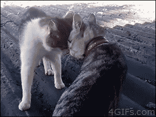 giphy.gif