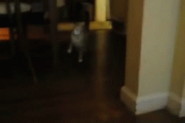 giphy.gif