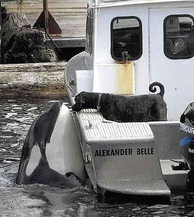 friendlywhale.jpg