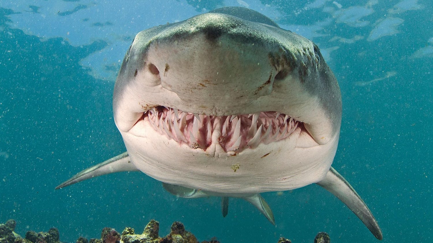 bull-shark.jpg