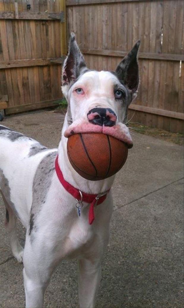 playing-ball-with-my-dog.jpg