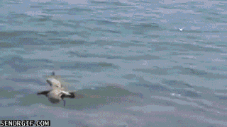 Yr72TBU.gif
